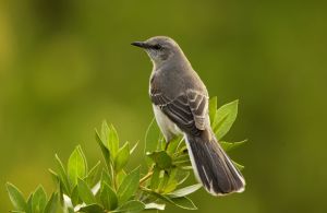 Northern Mockingbird (State Bird of Mississippi) Photograph by Ryan Hagerty -- United States Fish and Wildlife Service